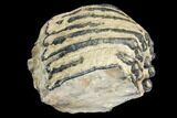 Partial Southern Mammoth Molar - Hungary #149861-2